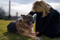 FILE - U.S. first lady Jill Biden pets one of the family dogs, Champ, after his arrival from Delaware at the White House in Washington, Jan. 24, 2021. (Adam Schultz/White House/Handout via Reuters)