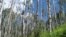 Aspen, the most widespread tree in North America, is suffering from what scientists call sudden drought-induced death from climate change. (Credit: Kimberly Pham) 