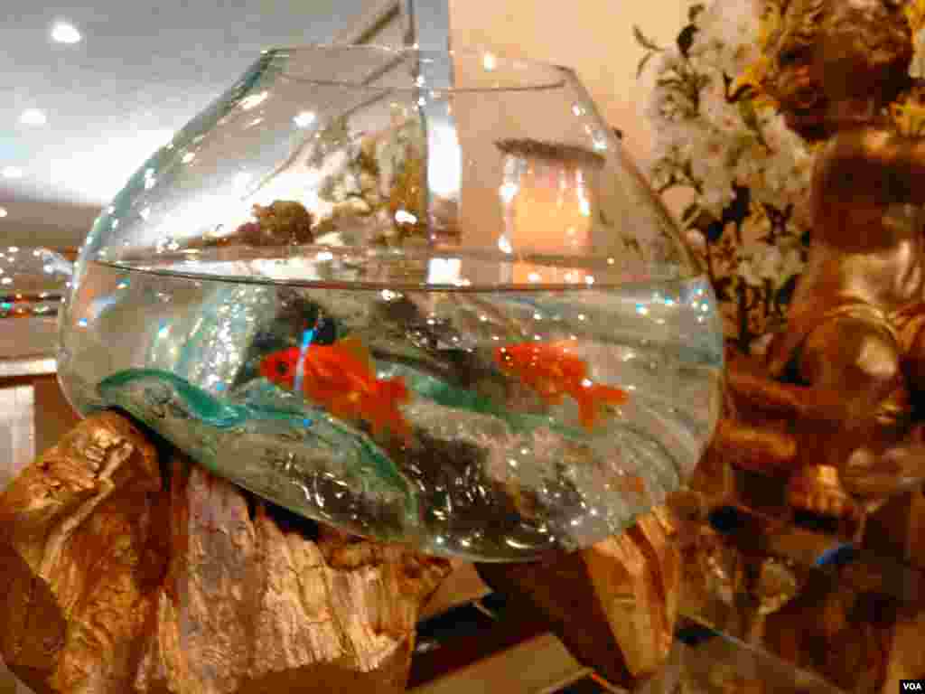 ماهی قرمز های سفره هفت سین در مراسم نوروزی کنگره آمریکا.