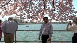 AMERİKANA - Vaşinqtonlular baharı belə qarşılayır