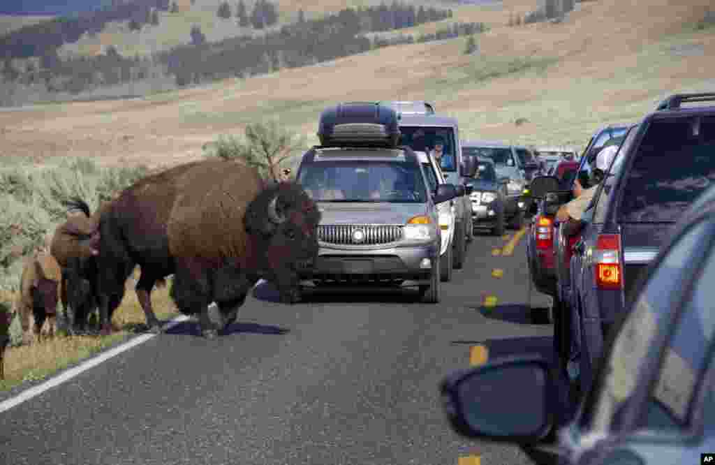 Yellowstone Ringing Phones