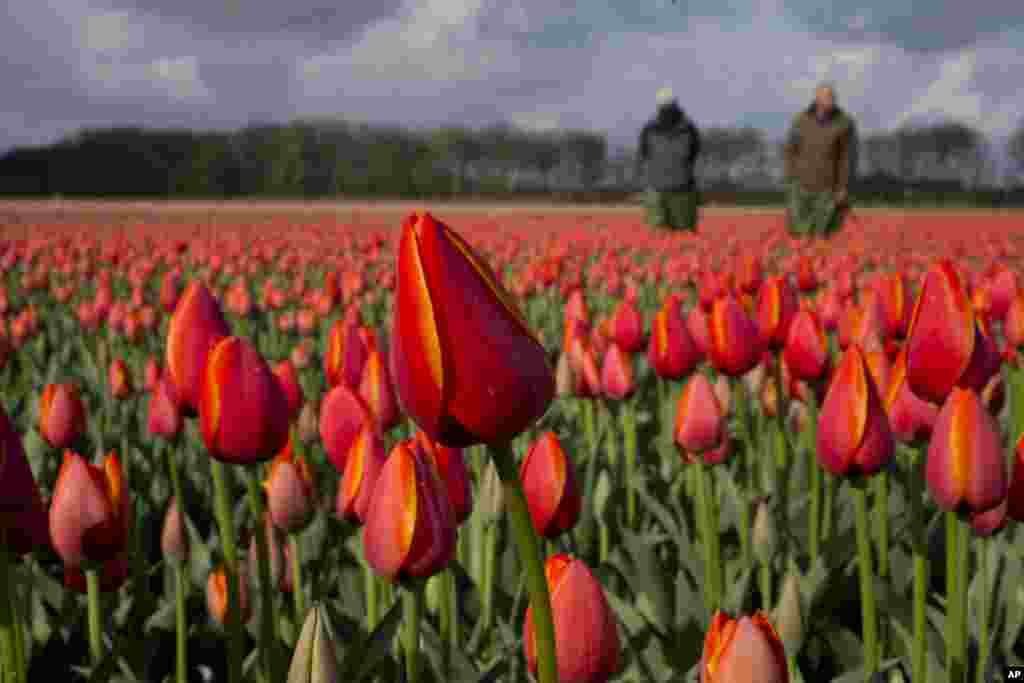 Bunga tulip bermekaran di sebuah perkebunan tulip di kota Noordwijkerhout, Belanda.