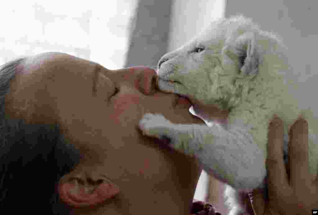 Penjaga bon-bin Nadezda Radovic mencium seekor bayi singa putih yang berusia tujuh-hari di Kebun Binatang Beograd, Serbia.