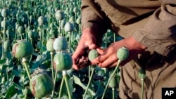 افغانستان بزرگترین مولد تریاک در جهان است