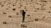 FILE - A worker carries a bale of dry millet at a field on the outskirts of the western Indian city of Ahmedabad, Nov. 17, 2011. 
