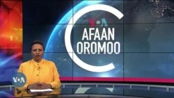 Tamsaasa Guyaadhaa Guyyaa