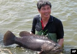 台湾屏东县枋寮乡石斑鱼养殖大王戴昆财