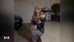 تشکیل پرونده قضایی علیه علی اکبری درپی نگهداری غیرمجاز از یک شیر