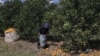 Asian Bacteria Threatens Florida Orange Trees