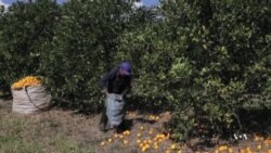 Asian Bacteria Threatens Florida Orange Trees
