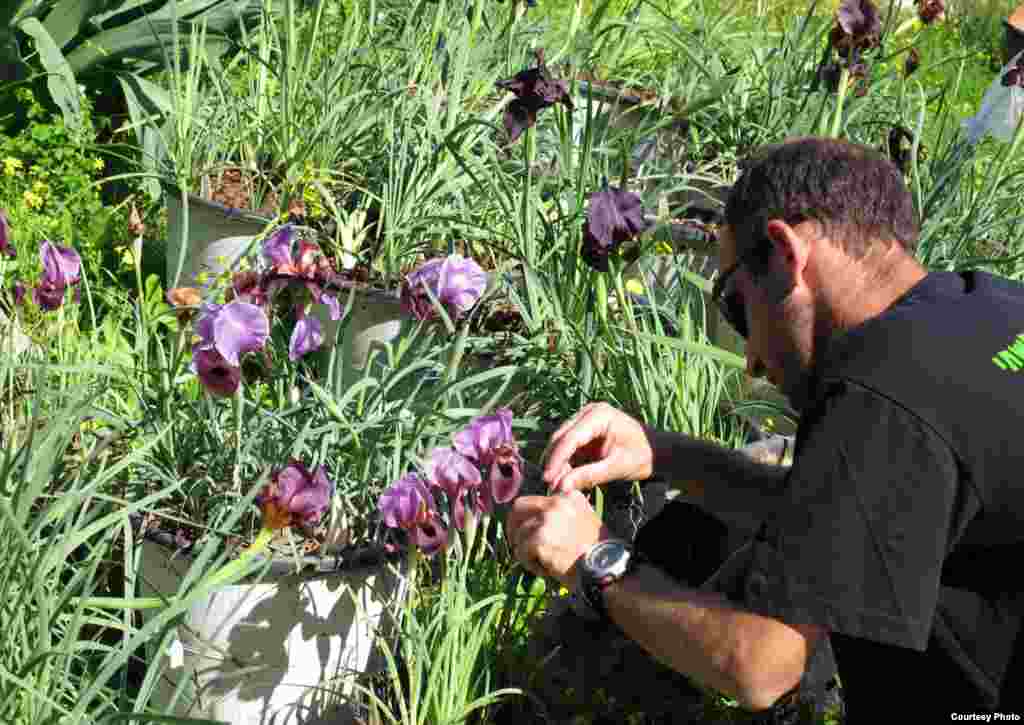 A Tel Aviv University student pollinates irises as part on-going research in plant conservation. (Tel Aviv University Botanical Garden)