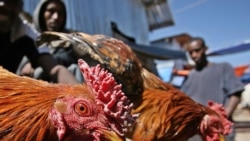 Ayyaanni Du'aa Ka'uu Gooftaa Iyyesuus Kiristoos Bara Kana Of Eeggannoon Kabajamuu Qaba, Jedha Ministiriin Fayyaa Itiyoophiyaa