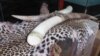 Ivory and leopard skin on display for sale in Mong La, Burma. Credit: Chris Shepherd