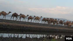 Oromoon Karrayyuu waan hedduutti isaa fi horii isaallee dhabsiisuutti jira(Footoo tana Rooba Bulgaatti VOA kenne)