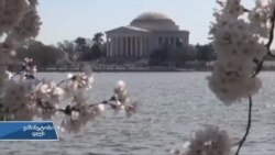 ალუბლების ფესტივალი ვაშინგტონში