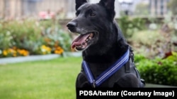 美国联邦特勤局警犬飓风