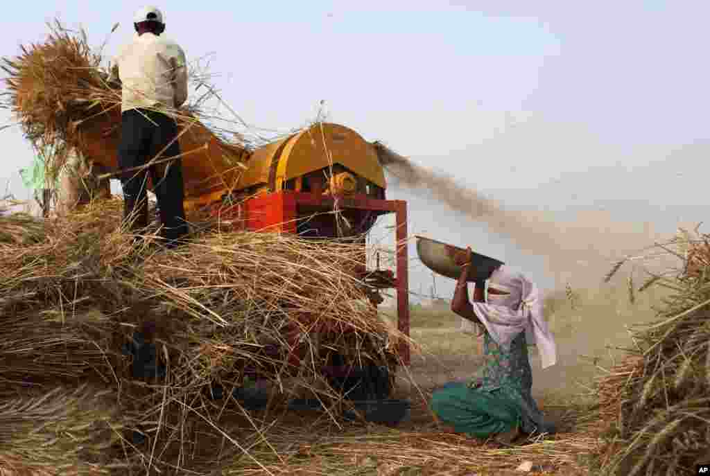 Seorang petani India memasukkan hasil panen gandum ke dalam mesin penebah selagi seorang perempuan mengumpulkan jerami di ladang gandum di desa Kunwarpur, sekitar 70 kilometer sebelah timur Allahabad, India.