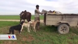 Li Xaneqînê Çamda Nêçîra bi Tajîyan Zindî Dibe
