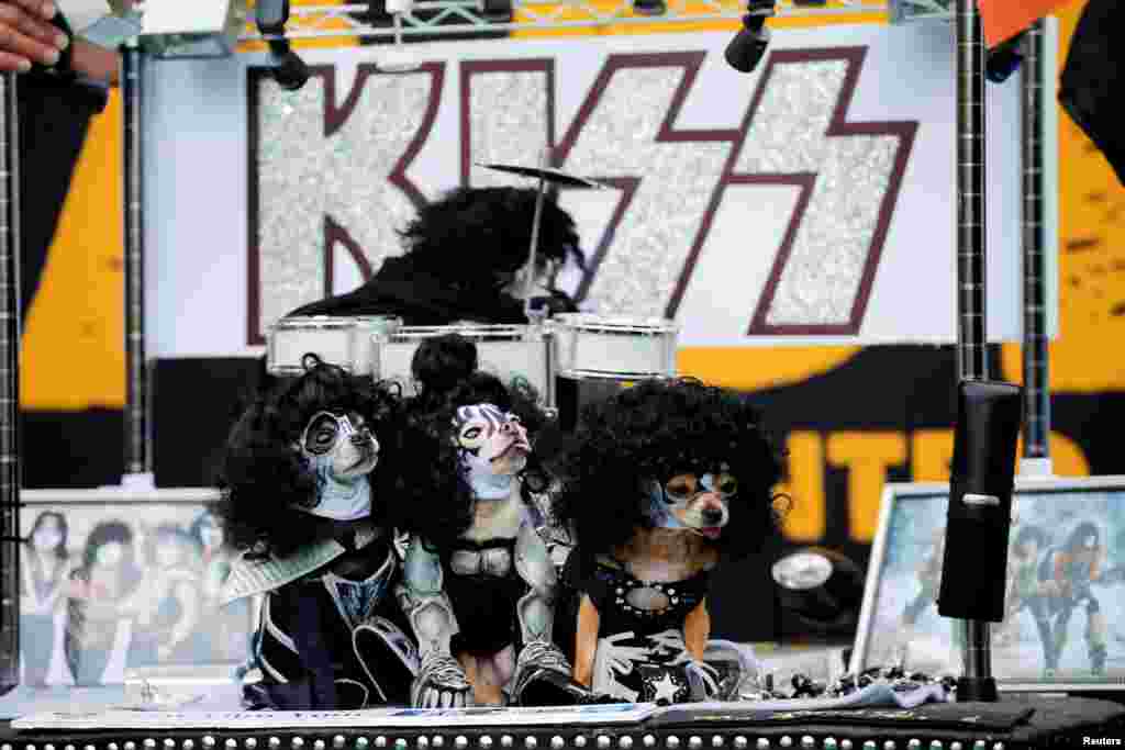 Beberapa anjing didandani kostum seperti grup band rock &#39;Kiss&#39; pada acara parade Halloween untuk anjing di Tompkins Square di Manhattan, New York.