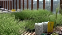 How Wine Corks Help Fight Global Warming