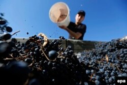 Georgia -- A local villager collects grapes during a harvest near the village of Vazisubani, September 19, 2016