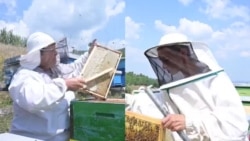 Еден ден со пчеларките Мирјана и Снежана: Органското пчеларство бара љубов и доверба кон пчелите