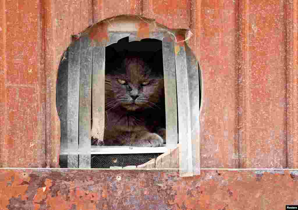 Calin, a European cat, is seen at the association "Les Petits Vieux", home for dozens of elderly animals, including dogs, cats, pigs and goats in Chievres, Belgium.