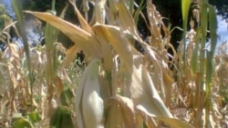 Report on Crop Failure Filed By Arthur Chigoriwa