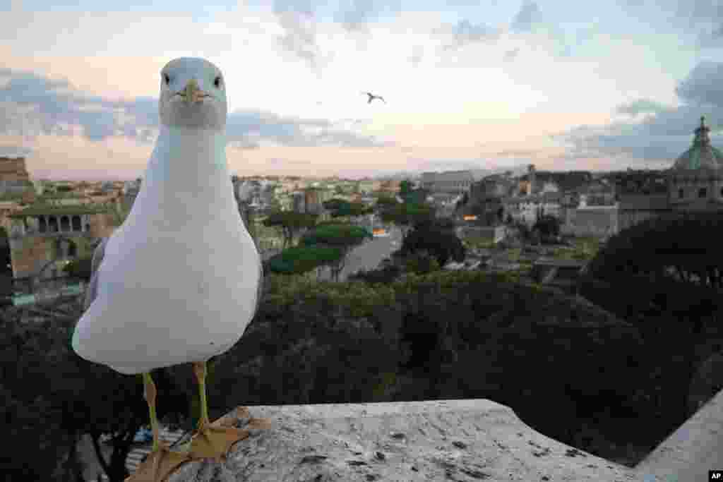2018年12月21日，一只海鸥（seagull）在墙上俯瞰着罗马的Via Dei Fori Imperiali大道，背景是罗马斗兽场。