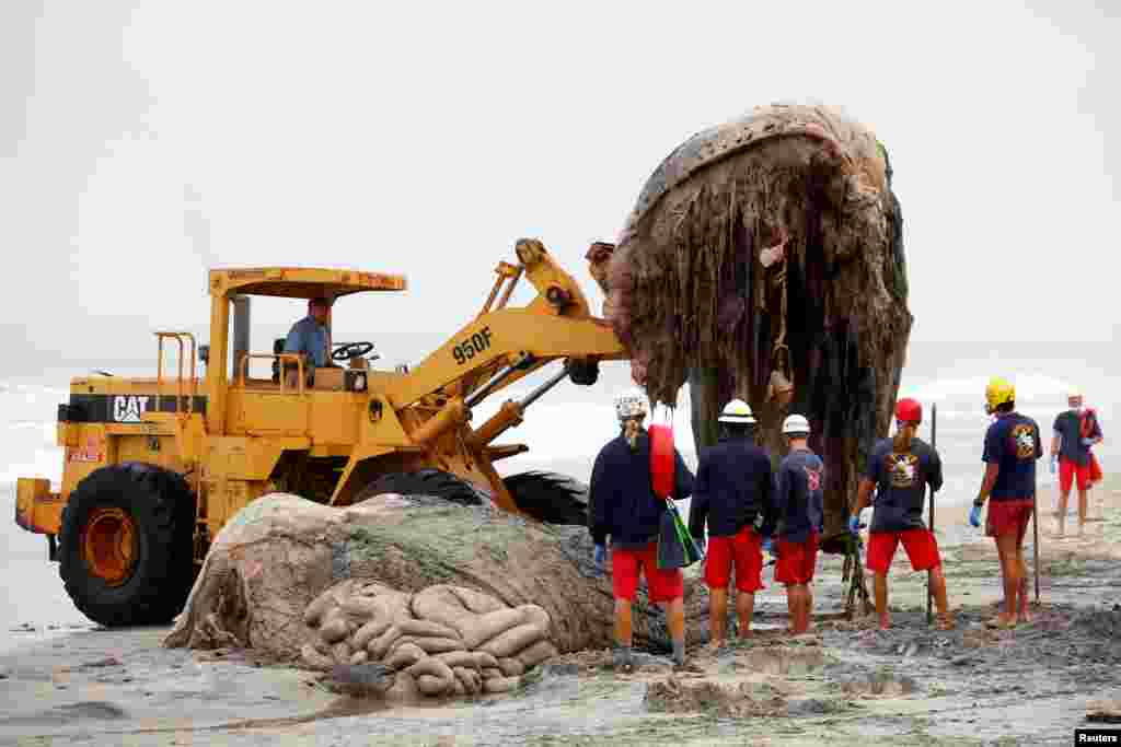 Para pekerja menggunakan traktor untuk memindahkan bangkai ikan paus yang terdampar di pantai Leucadia, California.