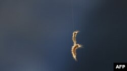 Une chenille dans les champs de culture à Kolkata, en Inde, le 4 mars 2009.