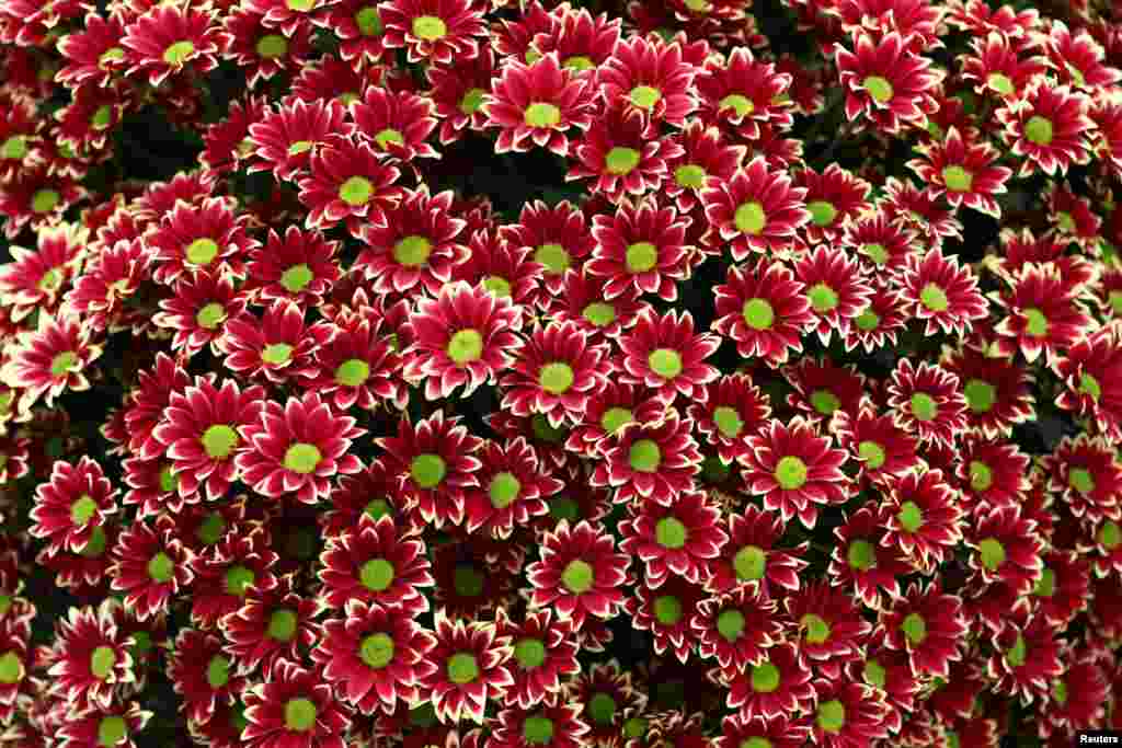 Peragaan National Chrysanthemum Society di RHS Chelsea Flower Show di London, Inggris.