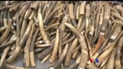 ဆင်စွယ်မှောင်ခိုကုန်ကူးမှု တိုက်ဖျက်ရေး နိုင်ငံတကာ ညီလာခံ