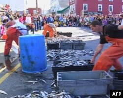 布斯湾渔民节的铲鱼比赛