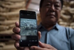 资料照：中国河北养猪农民孙大午用手机显示他饲养的猪因感染猪瘟死去的图片。 （2019年9月24日）