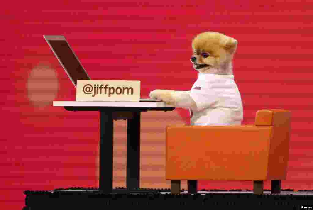 សត្វ​សុនខ​ដែល​ល្បី​លើ​អ៊ីនធឺណិត​ត្រូវ​បាន​គេ​នាំ​មកលើឆាក​អំឡុង​ការ​ធ្វើបទបង្ហាញ​នៅក្នុងសន្និសីទ​ F8 ប្រចាំ​ឆ្នាំ​របស់​ក្រុមហ៊ុន​ហ្វេសប៊ុក​នៅ​ក្នុង​ទីក្រុង​ San Jose រដ្ឋ​កាលីហ្វ័រញ៉ា​កាលពីថ្ងៃទី​០១ ឧសភា ឆ្នាំ២០១៨។