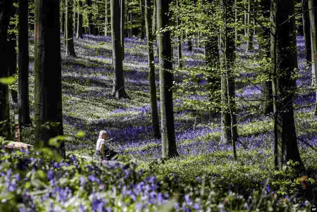A woman sits on a tree trunk in the Hallerbos as bluebells bloom in Halle, Belgium.