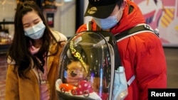 سگی کوچک در یک کوله‌پشتی مخصوص حمل حیوانات - آرشیو