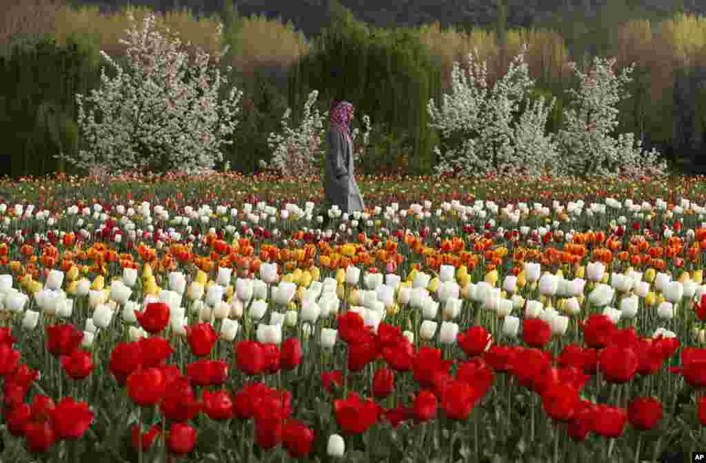Seorang perempuan Kashmir berjalan di kebun tulip di pinggiran kota Srinagar, Kahmir-India.