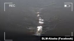 A video posted by the Bureau of Land Management in Alaska had people wondering what they were seeing swimming in a river.