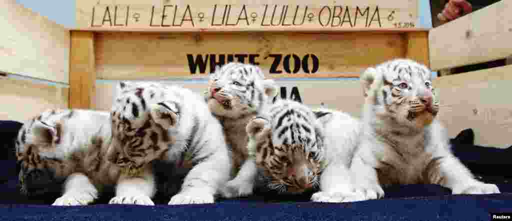 Lima ekor bayi harimau Bengala putih yang baru dilahirkan di kebon binatang Kernhof, Austria diberi nama:&nbsp;Lali, Lela, Lila, Lulu, dan Obama.