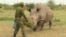 Once the World’s ‘Most Eligible Bachelor’ and Only White Rhino Dies