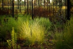 FILE - New growth flourishes on the floor of a longleaf pine forest, just three months after a prescribed burn at Fort Bragg in North Carolina, July 30, 2019.