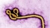 This undated colorized transmission electron micrograph image made available by the U.S. Centers for Disease Control and Prevention shows an Ebola virus virion, or infectious agent. 