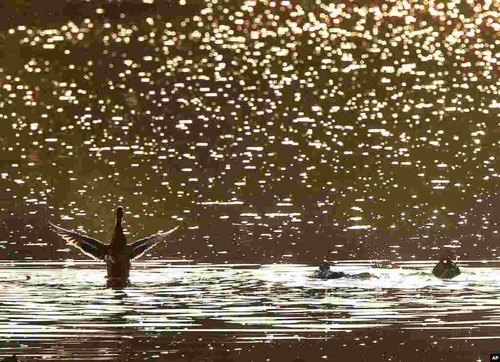 សត្វ​ទា​ហែល​​ក្នុង​ដង​ទន្លេ​តូច​មួយ​នៅ​ជាយ​ក្រុង Frankfurt ប្រទេស​អាល្លឺម៉ង់។&nbsp;