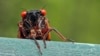 Trillions of Cicadas Coming after 17 Years Underground