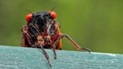 Quiz - Trillions of Cicadas Are Coming!