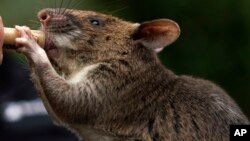 ফাইল ছবি - ইঁদুর