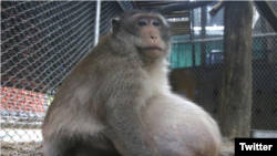 شبکه دبلیو او کی وی این عکس را روی توئیتر خود منتشر کرده است. 