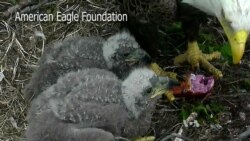 Celebrity Eaglets Get Names